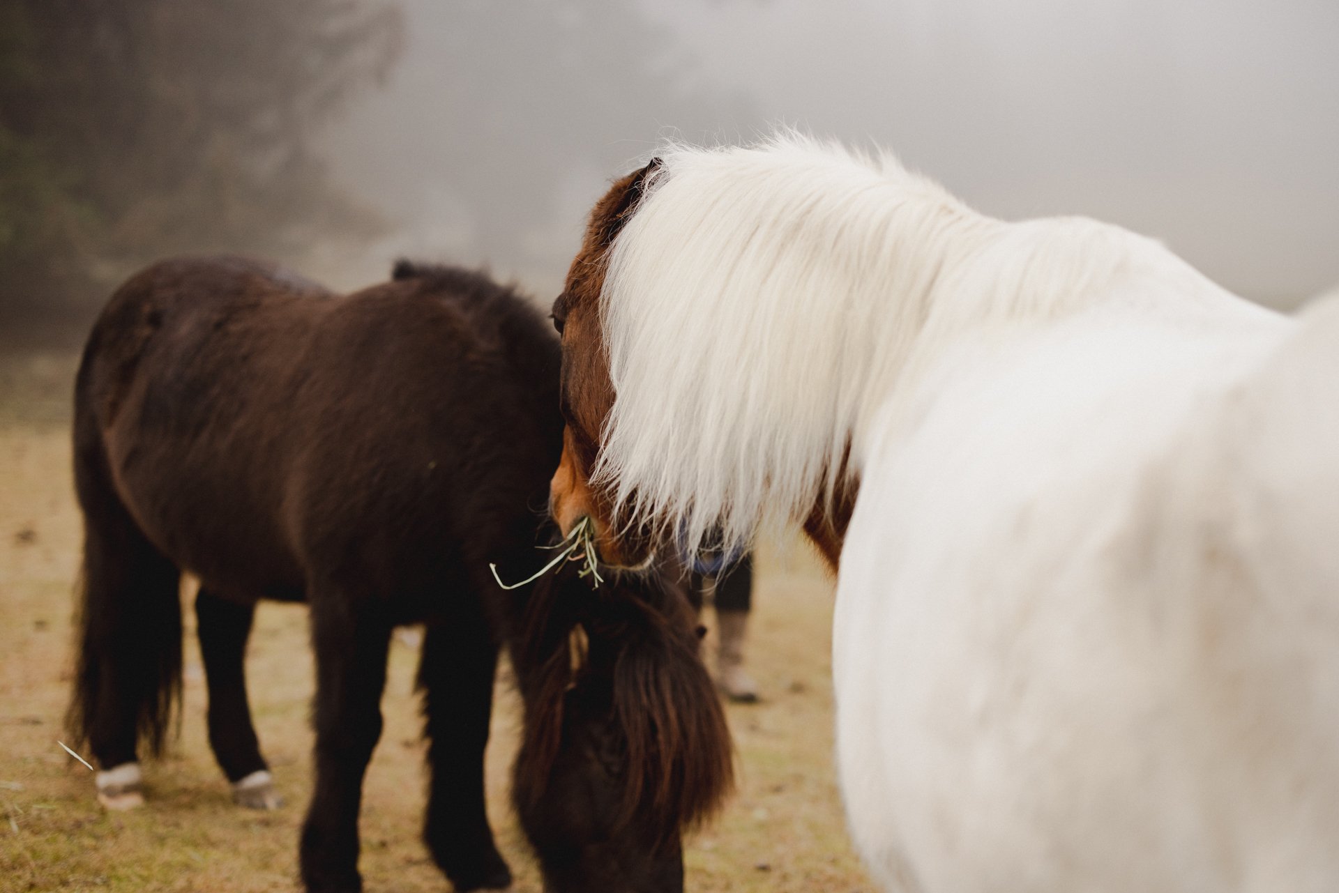 Sacred Horses_24.01.23-0076.jpg