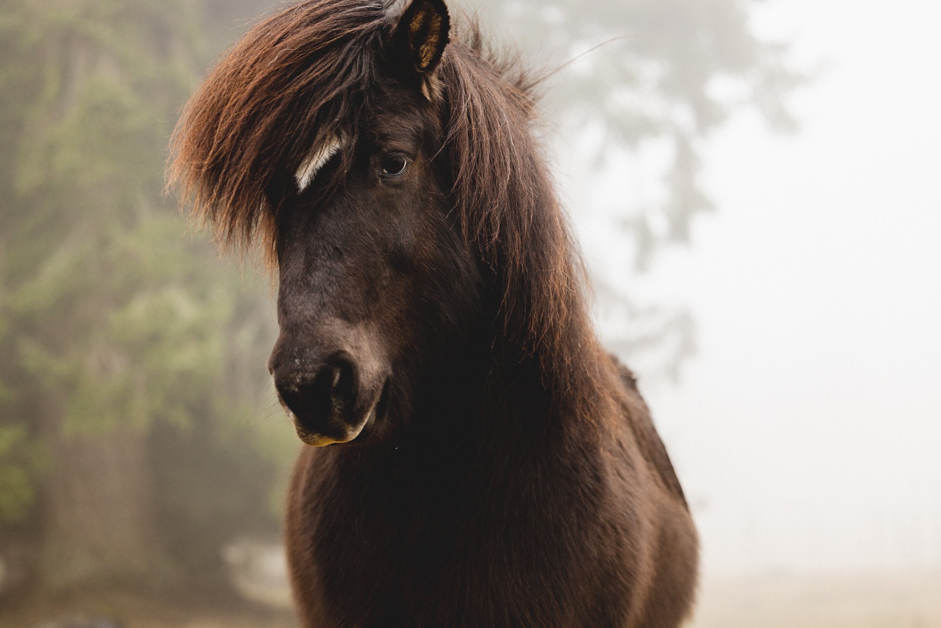 Sacred Horses_24.01.23-0023.jpg